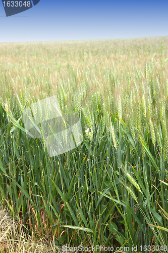 Image of Green wheat fields in spring