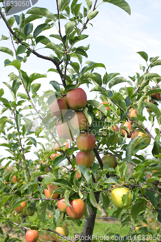 Image of apple orchard in summer, covered with colorful apples