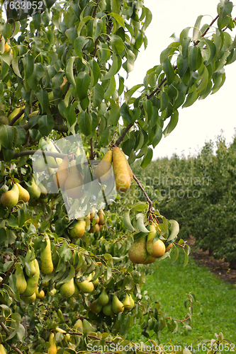 Image of pear orchard, loaded with pears under the summer sun