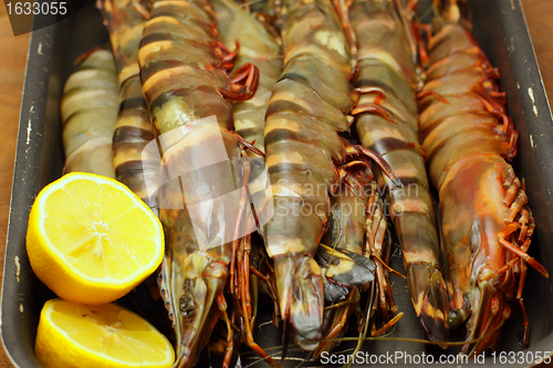 Image of big fresh tiger prawns, king prawns, shrimp