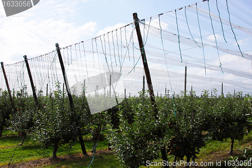 Image of apple orchard with nets to protect against hail and birds