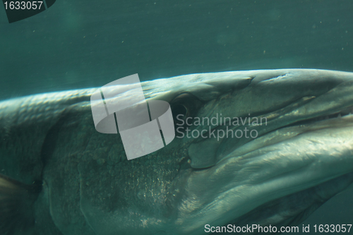 Image of head of a barracuda in close-up underwater