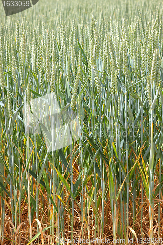 Image of Green wheat fields in spring