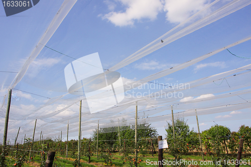 Image of apple orchard with nets to protect against hail and birds