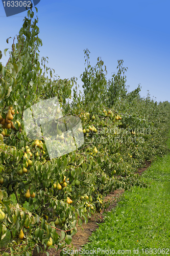 Image of pear orchard, loaded with pears under the summer sun