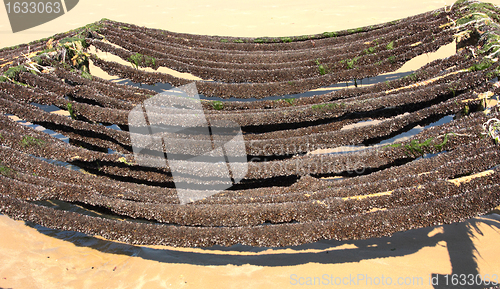 Image of mussel farming on the coast of opal in the north of France