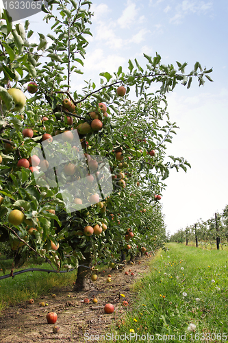 Image of apple orchard in summer, covered with colorful apples