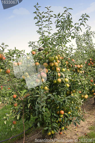 Image of apple orchard in summer, covered with colorful apples