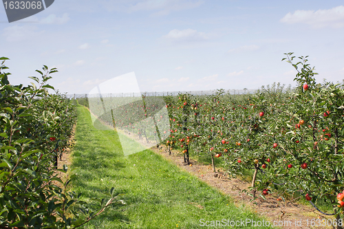 Image of apple orchard in summer, covered with colorful apples