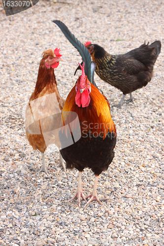 Image of beautiful colorful rooster in a farmyard in France