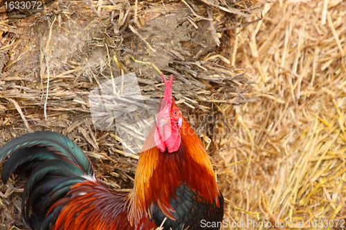 Image of beautiful colorful rooster in a farmyard in France