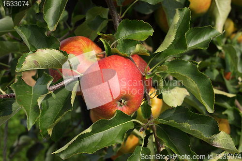 Image of apple orchard in summer, covered with colorful apples