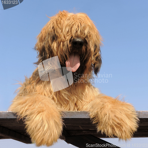 Image of briard, french shepherd