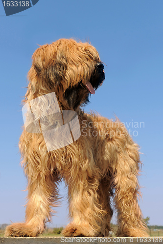 Image of briard, french shepherd