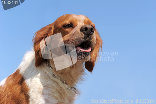 Image of brittany spaniel