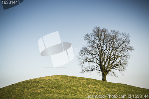 Image of leafless tree