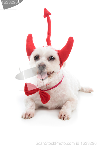 Image of Devil Dog