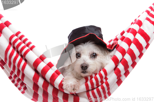 Image of Adorable puppy wearing a hat