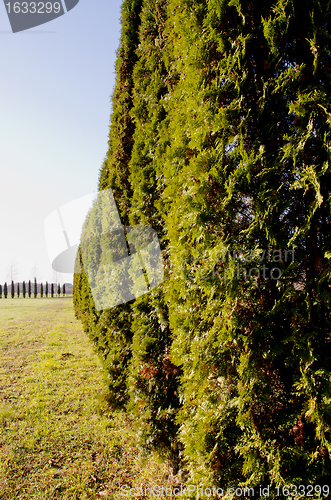 Image of high thuja bushes meadow. decorative plants alley 