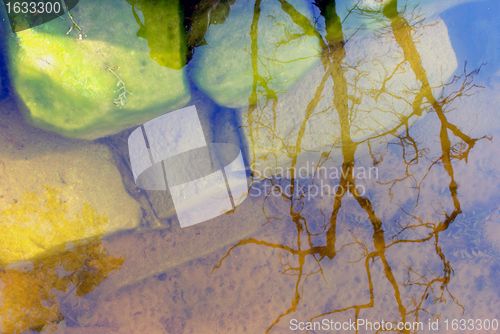 Image of Reflection of tree branches 