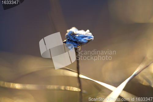 Image of Thrift flower