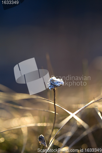 Image of Thrift flower