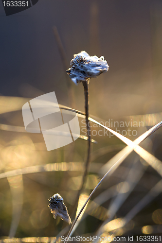 Image of Thrift flower