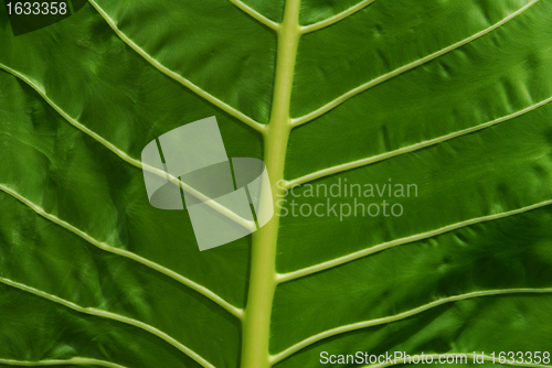 Image of  leaf