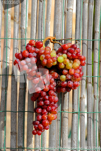 Image of  grapes   