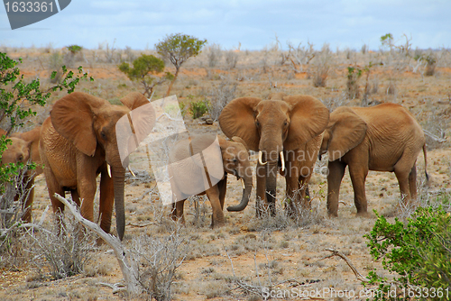 Image of elephants