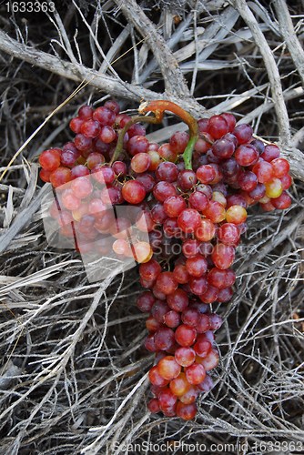 Image of grapes   