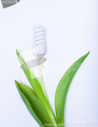 Image of energy saving lamp a flower