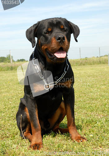 Image of rottweiler