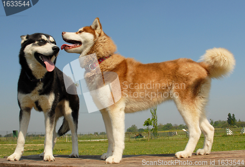 Image of huskies