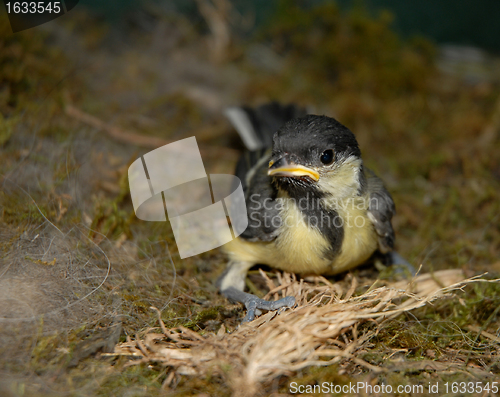 Image of young coal tit 