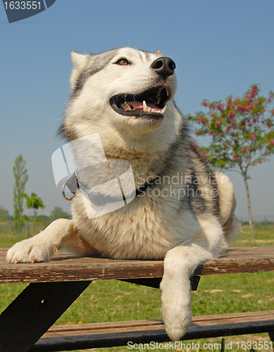 Image of siberian husky