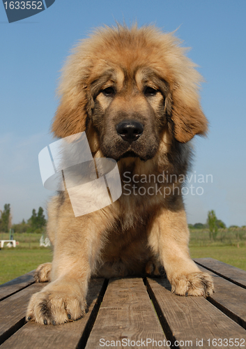 Image of puppy tibetan mastiff