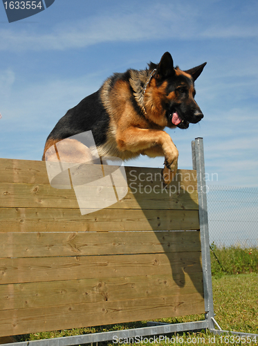 Image of jumping german shepherd
