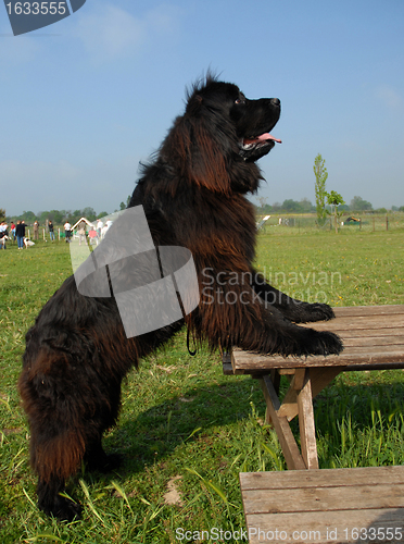 Image of newfoundland dog