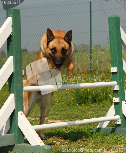 Image of jumping malinois