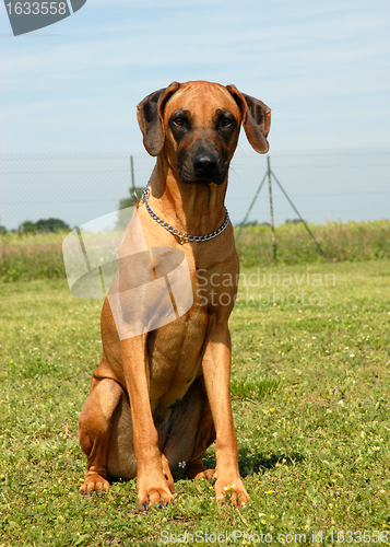 Image of rhodesian ridgeback