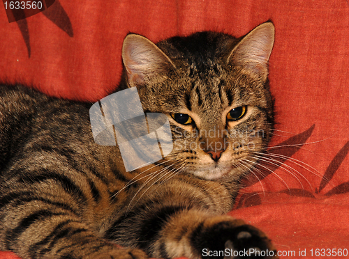 Image of grey cat on sofa