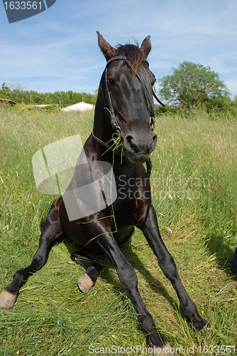 Image of sitting horse