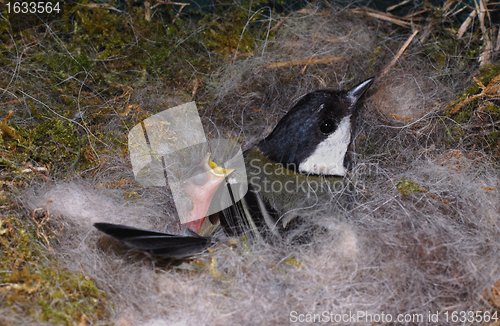 Image of titmouse on nest