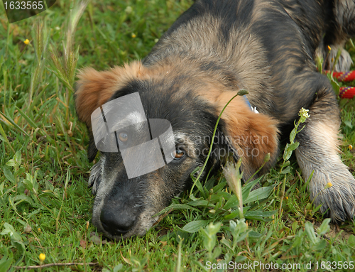 Image of puppy border collie