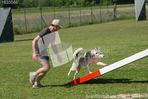 Image of man and husky in agilty