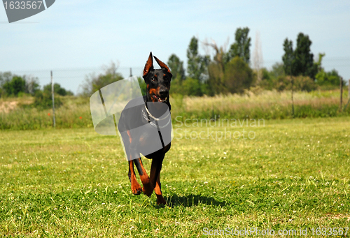 Image of doberman