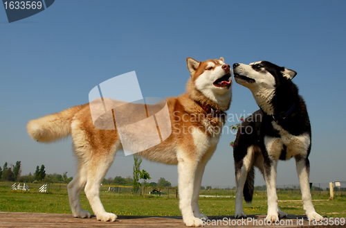 Image of huskies