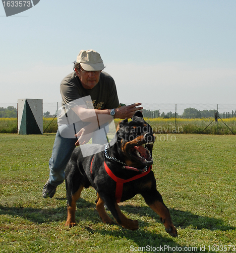 Image of rottweiler in attack