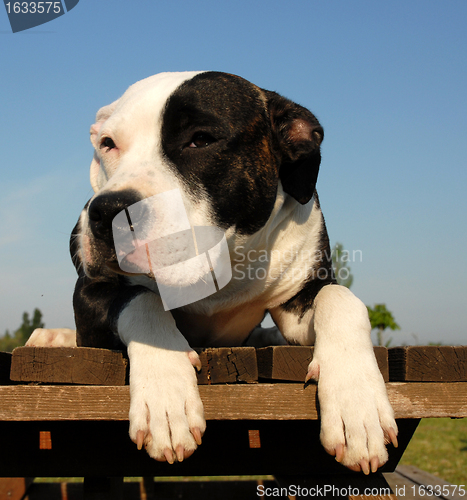 Image of american staffordshire terrier
